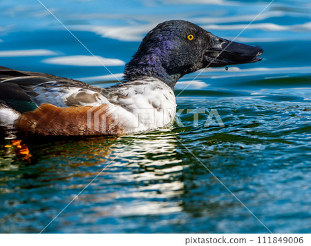 Shoveler swimming in a pond 111849006
