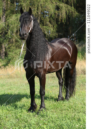 Amazing friesian mare with long mane 111849022
