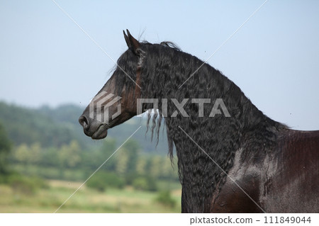 Nice friesian mare with long mane on pasturage Nice friesian mare with long mane on pasturage 111849044