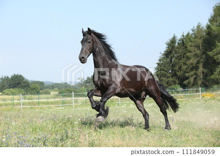Amazing friesian mare running on pasturage Amazing friesian mare running on pasturage 111849059
