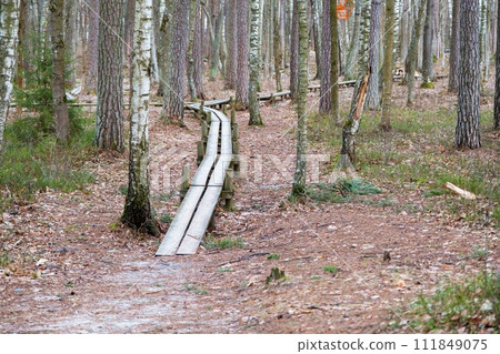 A winding wooden path through a peaceful forest with tall, thin-trunked trees. A winding wooden path through a peaceful forest with tall, thin-trunked trees. 111849075