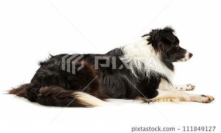 Border Collie image of Border Collie No1-9 111849127