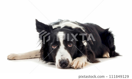 Border Collie image of Border Collie No1-10 111849129