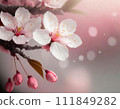 Cherry blossoms shining in the pale light 111849282