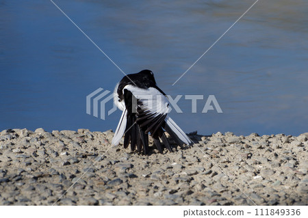 Waterside bird Wagtail family Wagtail 111849336