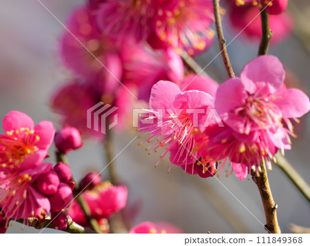 紅梅花映襯在藍天下 紅梅花映襯在藍天下 111849368