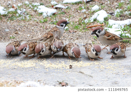 Feeding ground for sparrows on snowy days 111849765