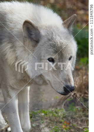 A wolf with a calm expression A wolf with a calm expression 111849796