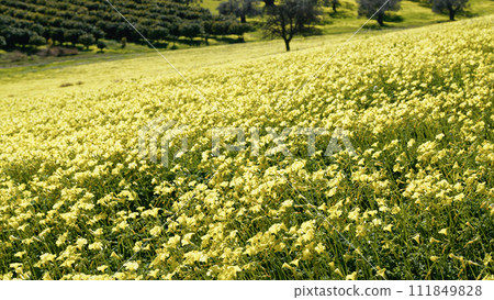 Spring With Yellow Sorrel Flowers In Nature Sicily Park 111849828