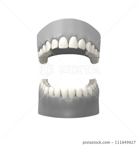 tooth model, dental, medical model 111849927