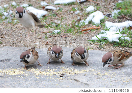 Sparrow feeding ground on a snowy day 111849936