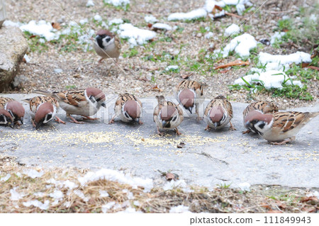 雪天麻雀覓食場 111849943