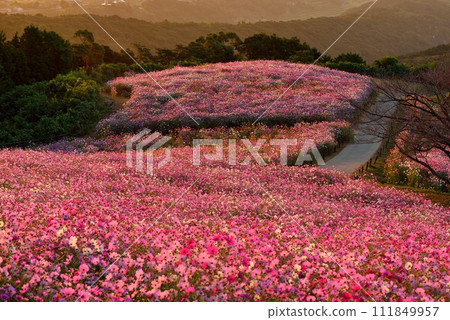 Cosmos of Shirakimine Highland and Mt. Unzen Fugendake Cosmos of Shirakimine Highland and Mt. Unzen Fugendake 111849957