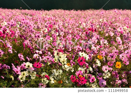 Cosmos of Shirakimine Highland and Mt. Unzen Fugendake Cosmos of Shirakimine Highland and Mt. Unzen Fugendake 111849958