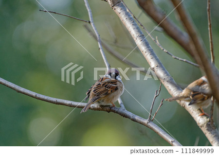 Sparrow perched on a branch Sparrow perched on a branch 111849999