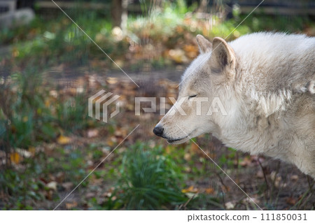 A wolf with a calm expression A wolf with a calm expression 111850031