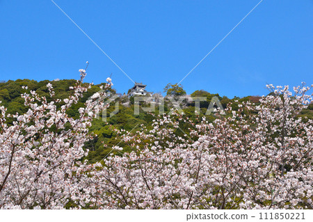 Spring cherry blossoms Iwakuni Castle Spring cherry blossoms Iwakuni Castle 111850221