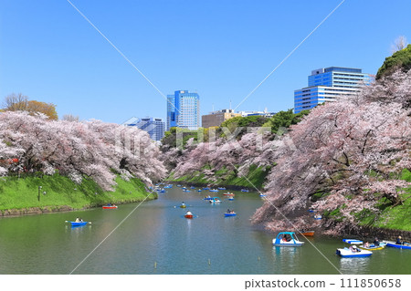 [東京] 千鳥淵晴空萬裡，櫻花盛開 111850658