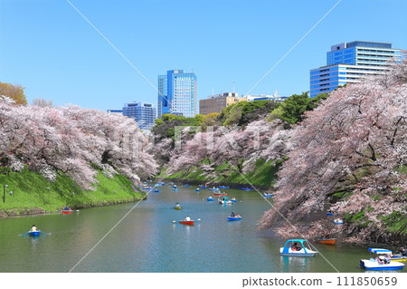 [Tokyo] Clear skies at Chidorigafuchi (Imperial Palace) and cherry blossoms in full bloom 111850659