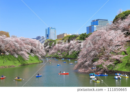 [Tokyo] Clear skies at Chidorigafuchi (Imperial Palace) and cherry blossoms in full bloom 111850665