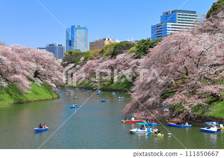 [東京] 千鳥淵晴空萬裡，櫻花盛開 111850667