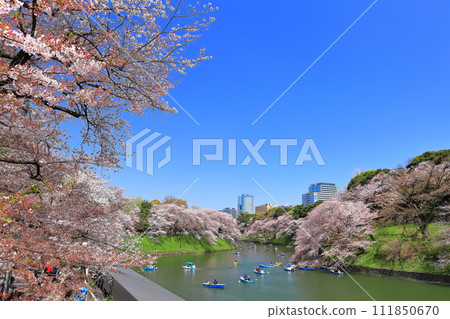 [東京] 千鳥淵晴空萬裡，櫻花盛開 111850670