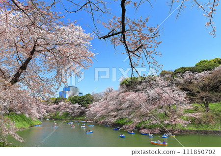 [Tokyo] Clear skies at Chidorigafuchi (Imperial Palace) and cherry blossoms in full bloom 111850702