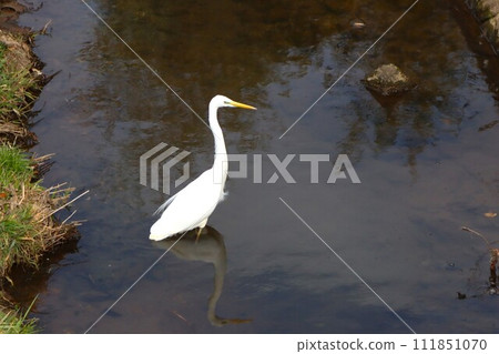 Ecological photo of a white heron that landed in the Kuzu River in Yuzunosato Moroyama Town 111851070
