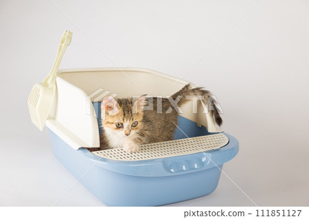 An isolated cat seated in plastic litter toilet box or sandbox set against clean white backdrop. This educational image underscores feline hygiene and care presenting clean well-maintained environment 111851127