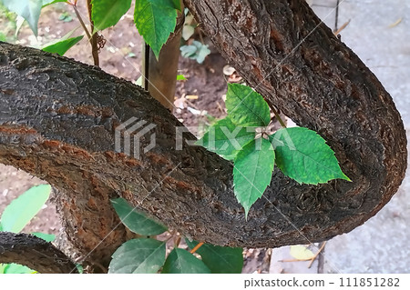 The unusual trunk of the tree has grown, with a large curve and looks like a serpent trying to suffocate the leaves of the tree with its death grip The unusual trunk of the tree has grown, with a large curve and looks like a serpent trying to suffocate the leaves of the tree with its death grip 111851282