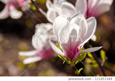 closeup of pink bud of blossoming magnolia tree in morning light. beautiful nature background closeup of pink bud of blossoming magnolia tree in morning light. beautiful nature background 111851384