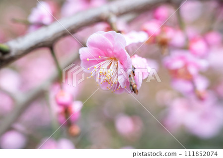 plum blossom japan park Plum blossom flower プラムボッサム うめ plum blossom japan park Plum blossom flower プラムボッサム うめ 111852074