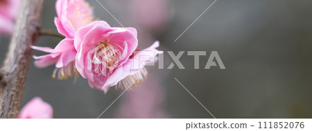 梅花 梅 日本 公園 Plum blossom flower プラムボッサム うめ 111852076