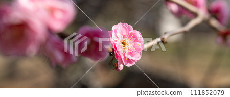 plum blossom japan park Plum blossom flower プラムボッサム うめ 111852079