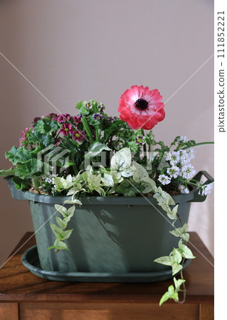 Planting spring flowers Planting spring flowers 111852221