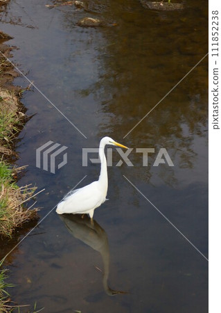 Ecological photo of a white heron that landed in a stream in Yuzu no Sato Moroyama Town 111852238