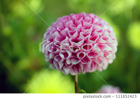 Flowers and romance template, St. Valentine's background 111852423