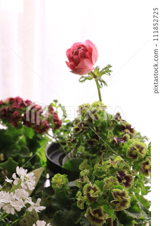 Spring gardening Spring gardening 111852725