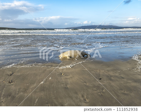 Dead seal lying on Narin beach by Portnoo - County Donegal, Ireland. Dead seal lying on Narin beach by Portnoo - County Donegal, Ireland. 111852938