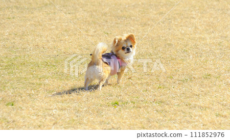 Dog 111852976