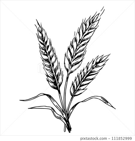 wheat ears, black and white illustration in sketch style, engraving. vintage drawing, farm 111852999