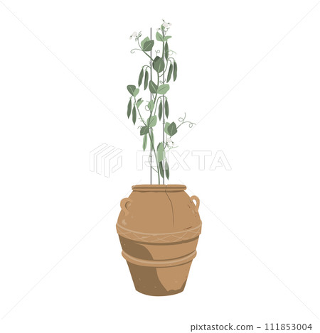 Green pea plant with pods in stylish old clay flowerpot. Potted pea growing at home, isolated vector illustration. Green pea plant with pods in stylish old clay flowerpot. Potted pea growing at home, isolated vector illustration. 111853004