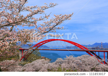 [廣島縣]櫻花盛開的第二音堂橋（音堂之瀨戶） 111853017