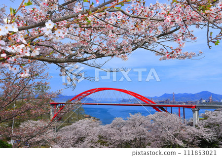 [Hiroshima Prefecture] Daini Ondo Bridge (Ondo no Seto) with cherry blossoms in full bloom 111853021