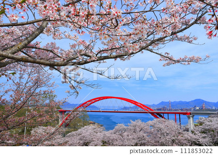 [Hiroshima Prefecture] Daini Ondo Bridge (Ondo no Seto) with cherry blossoms in full bloom 111853022