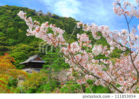 [山口縣]盛開的櫻花、錦雲閣和岩國城 111853054