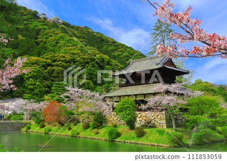 [Yamaguchi Prefecture] Cherry blossoms in full bloom, Kinunkaku and Iwakuni Castle 111853059