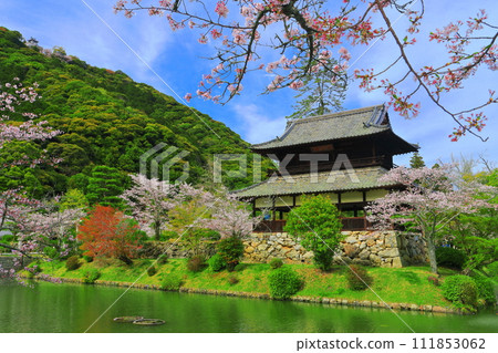 [Yamaguchi Prefecture] Cherry blossoms in full bloom, Kinunkaku and Iwakuni Castle 111853062