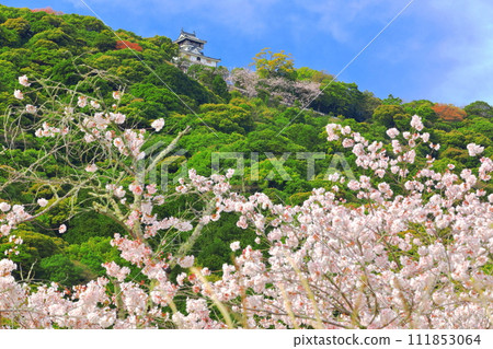[山口縣]盛開的櫻花和岩國城 111853064