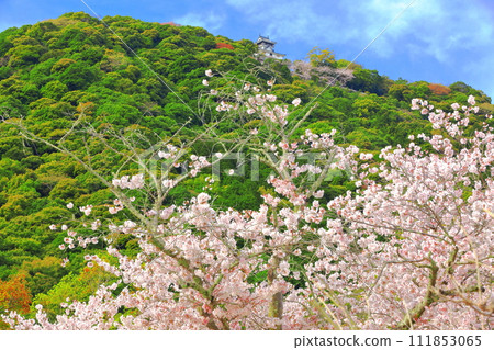 [Yamaguchi Prefecture] Cherry blossoms in full bloom and Iwakuni Castle 111853065